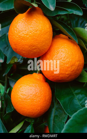 Nahaufnahme von tangelo's Hängen auf Zitrusfrüchte. Ähnlich wie in der Größe und Farbe zu einem Orange diese Frucht ist leicht zu schälen, sehr saftig und hat einen würzigen Geschmack un Stockfoto