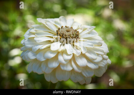 Nahaufnahme der Einzelne weiße Blüte von Zinnia, Eisbär. Stockfoto