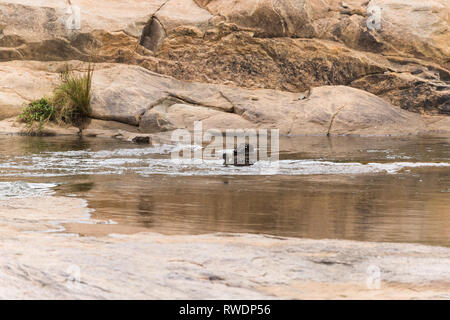 Hintergrundbild von zwei Enten schwimmen oder baden im Wasser eines Flusses die friedlich und sanft fließende über einige Felsen mit Wellen und Reflexionen. Stockfoto