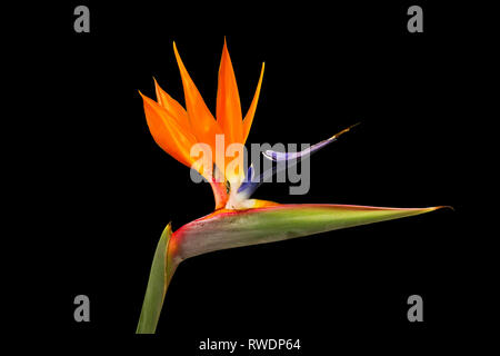 Reginae Strelitzia Juncea, Kran Blume, Bird Of Paradise. Grüne Blätter backgroung. Exotische Blume Pflanze auf schwarzem Hintergrund isoliert. Stockfoto