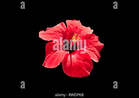 Einzelne rote Hibiscusblüte Kopf, Blütenstand, Stempel, Nahaufnahme, isolierten schwarzen Hintergrund. Exotische Blume rot glühende. Stockfoto