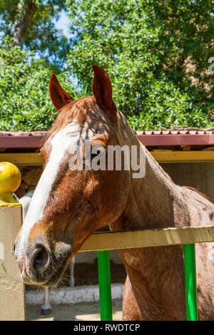 Kopf hoch in der Nähe von Brown White Horse Stables im Freien Stockfoto