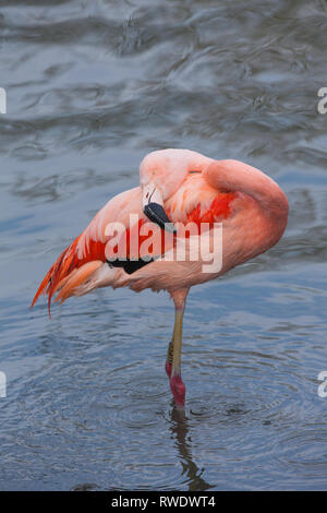 Chilenischer Flamingo (Phoenicopterus sp.). Baden. Gefieder und Feder Pflege und Wartung. Eine von einer Zuchtherde in eine zoologische Sammlung. ​ Stockfoto