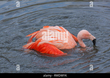 Chilenischer Flamingo (Phoenicopterus sp.). Baden. Gefieder und Feder Pflege und Wartung. Eine von einer Zuchtherde in eine zoologische Sammlung. ​ Stockfoto