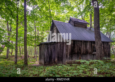 Sugar shack in einem Maple Grove im Sommer, Saint-Roch-des-Aulnaies, Provinz Quebec, Kanada Stockfoto