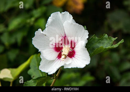 Eine schöne, weiße Hawaiian Hibiscus mit einem roten Mitte vor grünem Laub. Stockfoto