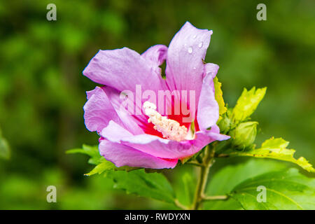 Eine schöne rosa Rose - Malve in voller Blüte mit Wassertropfen auf einem grünen Stengel vor grünem Laub. Stockfoto