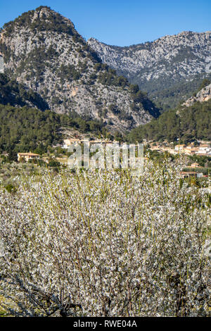 Mandelblüte Jahreszeit in der Nähe von Dorf Caimari, Mallorca, Balearen, Spanien Stockfoto