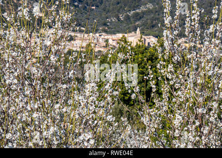 Mandelblüte Jahreszeit in der Nähe von Dorf Caimari, Mallorca, Balearen, Spanien Stockfoto