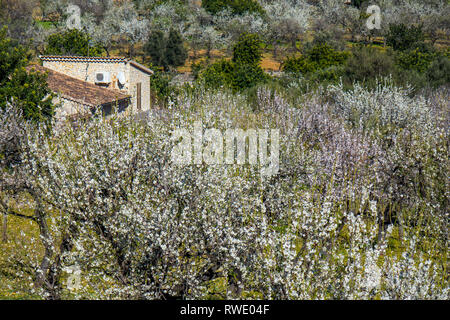 Mandelblüte Jahreszeit in der Nähe des Dorfes Selva, Mallorca, Balearen, Spanien Stockfoto