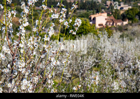 Mandelblüte Jahreszeit in der Nähe des Dorfes Selva, Mallorca, Balearen, Spanien Stockfoto