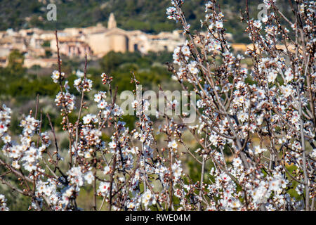 Mandelblüte Jahreszeit in der Nähe von Dorf Caimari, Mallorca, Balearen, Spanien Stockfoto