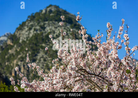 Mandelblüte Jahreszeit in der Nähe von Dorf Caimari, Mallorca, Balearen, Spanien. Szene mit Berg Puig de Sa Creu. Stockfoto