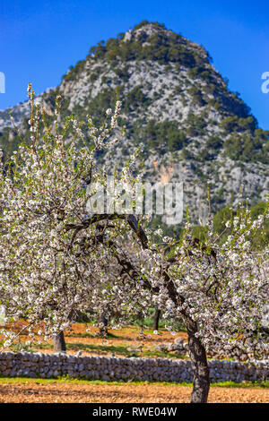 Mandelblüte Jahreszeit in der Nähe von Dorf Caimari, Mallorca, Balearen, Spanien. Szene mit Berg Puig de Sa Creu. Stockfoto