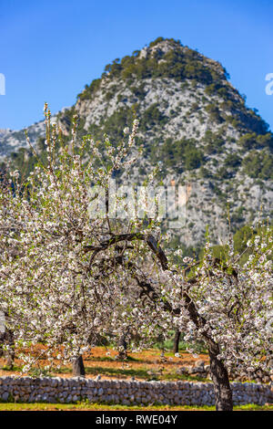 Mandelblüte Jahreszeit in der Nähe von Dorf Caimari, Mallorca, Balearen, Spanien. Szene mit Berg Puig de Sa Creu. Stockfoto