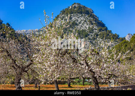 Mandelblüte Jahreszeit in der Nähe von Dorf Caimari, Mallorca, Balearen, Spanien. Szene mit Berg Puig de Sa Creu. Stockfoto