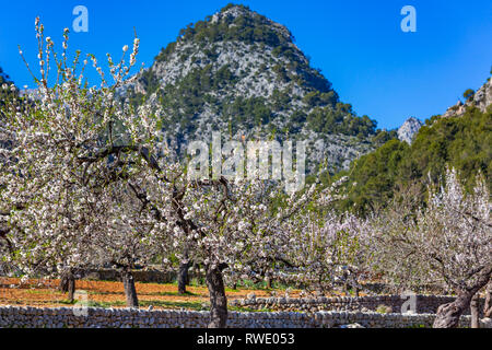 Mandelblüte Jahreszeit in der Nähe von Dorf Caimari, Mallorca, Balearen, Spanien. Szene mit Berg Puig de Sa Creu. Stockfoto