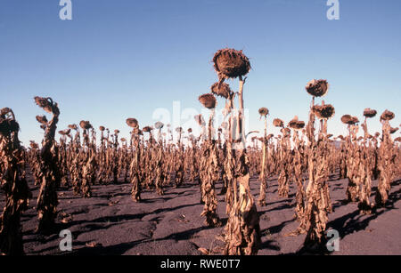 Tote SONNENBLUME PFLANZEN aufgrund der extremen Trockenheit WETTER GANZ IM NORDEN VON AUSTRALIEN. Stockfoto