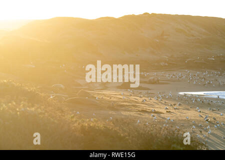 San Simeon, Kalifornien - schönen Sonnenaufgang werfen Licht auf die Küste Kaliforniens, wo riesige Seeelefanten am Strand lag. Stockfoto