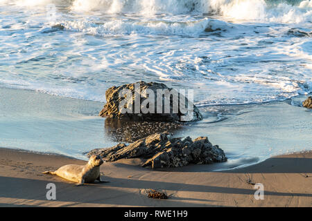 San Simeon, Kalifornien - Baby Elephant Seal Folien am Strand entlang, die der Mutter. Stockfoto