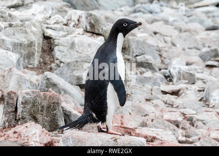Adelie penguin Pygoscelis adeliae nach zu Fuß auf den Felsen in der Nähe der Kolonie, Antarktis Stockfoto