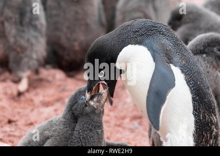 Adelie penguin Pygoscelis adeliae nach vogelfütterung Küken in Kolonie, Antarktis Stockfoto