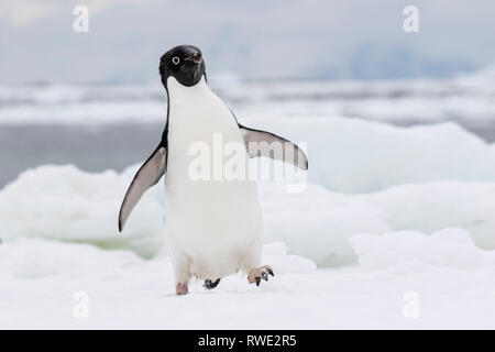 Adelie penguin Pygoscelis adeliae Erwachsener in der Nähe der Brutkolonie auf Eis, Antarktis Stockfoto