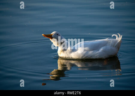Schweren weissen Enten, Amerikanische Pekin Ente auch als Aylesbury Ente schüttelt den Kopf und Federn bekannt Stockfoto