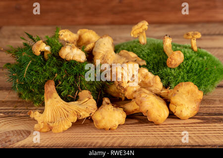 Pfifferlinge Pilze auf moosigen Unterholz Stockfoto