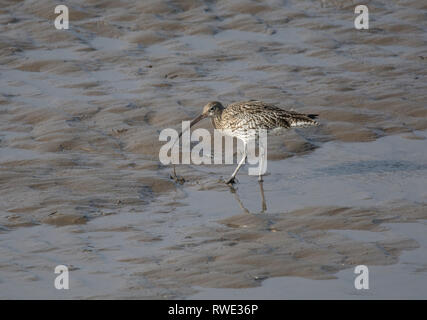 Brachvögel, Numenius arquata, mit Wurm im Flachwasser, Morecambe Bay, Lancashire, Großbritannien Stockfoto