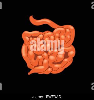 Realistische menschlichen Dünndarm auf weißem Hintergrund. Stock Vektor