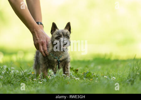 Cairn Terrier Welpen 13 Wochen alt. Süße kleine Hund spielt mit seinem Besitzer auf der grünen Wiese. Stockfoto