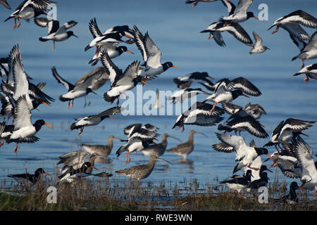 Herde der Eurasischen Austernfischer Haematopus ostralegus, im Flug, über Wasser, Morecambe Bay, Lancashire, Großbritannien Stockfoto