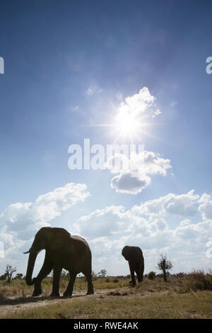 Ein abstraktes Bild von einem niedrigen Winkel von Elefanten, wie sie von Hwange National Park Chobe National Park, Botswana entfernt. Stockfoto