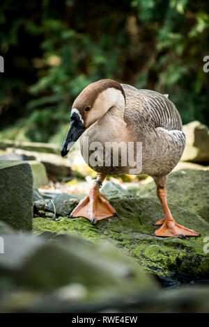 Weibliche swan Goose (Anser cygnoides) auf stane in der Nähe des Sees Stockfoto