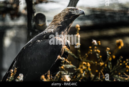 Große Vogel Kaiseradler (Aquila Heliaca) und Baum. Tierwelt Tier. Stockfoto