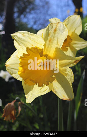 Gelbe Narzissen Narzissen blühen. Frühling Blumen blühen im Garten an einem sonnigen Tag. Stockfoto