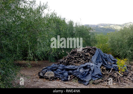 Ein Haufen von olivenholz unter Kunststoff gestapelt nach der Beschneidung in den Olivenhainen, Poblado de Algar, Sierra Subbetica, Andalusien, Spanien Stockfoto