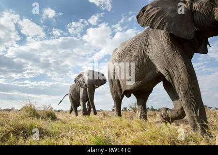 Ein abstraktes Bild von einem niedrigen Winkel von Elefanten, wie sie von Hwange National Park Chobe National Park, Botswana entfernt. Stockfoto