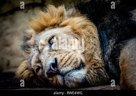 Männliche von raubtier Asiatischer Löwe (Panthera leo persica) entspannen. Wildlife Tier. Stockfoto