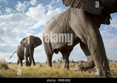 Ein abstraktes Bild von einem niedrigen Winkel von Elefanten, wie sie von Hwange National Park Chobe National Park, Botswana entfernt. Stockfoto