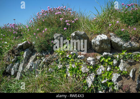 Eine traditionelle, trockene Steinmauer an der Küste, die mit Efeus, Meeresblüten und Gräsern bedeckt ist, wie man sie an einem sonnigen Sommertag sieht. Bolberry Down, South Devon, Großbritannien. Stockfoto