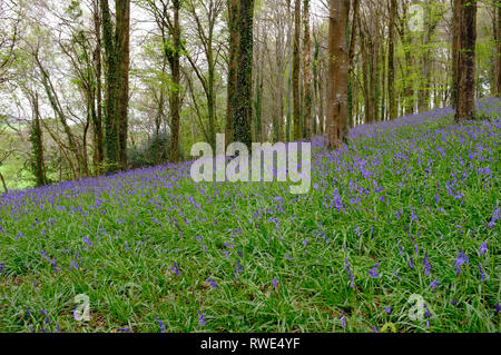 Bluebells im Ermington Holz, South Devon, Großbritannien Stockfoto