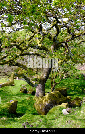 Verdrehter alter Baum und moosbedeckte Felsbrocken am Harford Moor Gate auf Dartmoor, Devon, Großbritannien Stockfoto