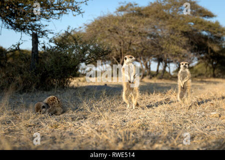 Ein Erdmännchen Familie in der Makgadikgadi Pans in Botswana. Stockfoto