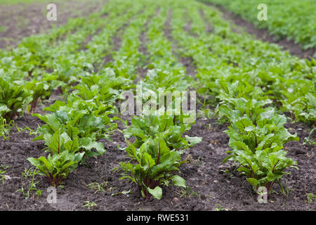 Gesunde ökologische Plantage von Rote Bete - Polen - flache DOF Stockfoto