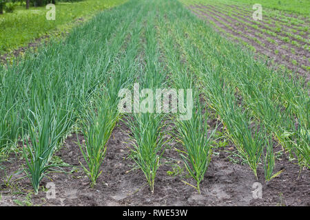 Gesunde ökologische Plantage der Zwiebel - Polen Stockfoto