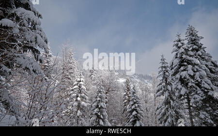 Schnee Winter Bäume im Vordergrund Frame einen perfekten Winter scene Als snowy Alpine Mountain tops Peak durch die Wolken und Nebel. Stockfoto