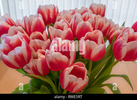 Paar schöne Tulpen in kreisförmiger Anordnung und in natürlichem Licht macht das Bild weich und sanft. Stockfoto
