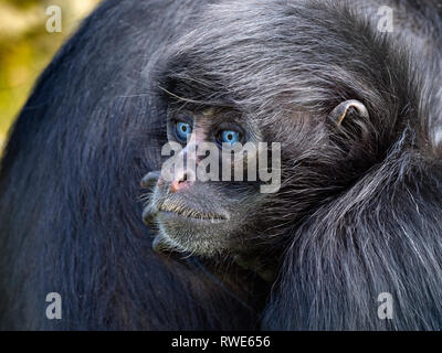 Junge Schwarze Spitze spider monkey Ateles fusciceps Captive portrait Stockfoto